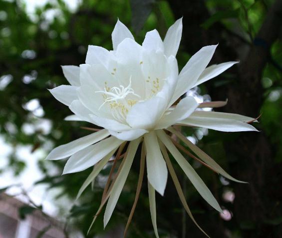 超哥|室内3种“角落花”,光越暗,花越红,一放阳台,不是黄叶就烂根