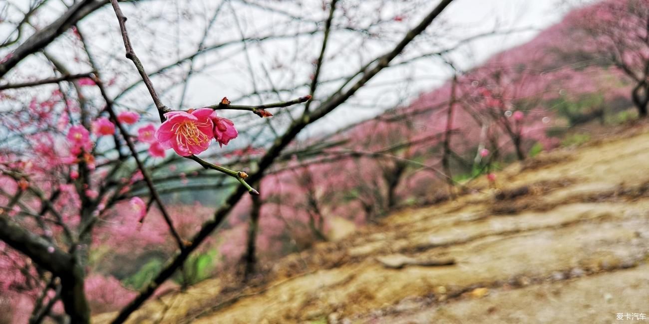 江南雨，梅花村，寻梅踏青！