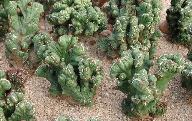 如何保存甜蜜的大气中的登山圈肉花盆这样的话,叶子就绿了