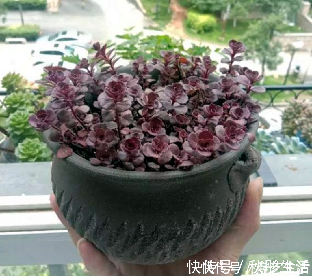 最耐晒的8种多肉,夏天照样疯长不停,呼呼窜成小瀑布