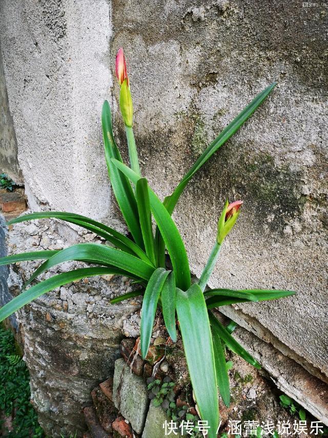 花盆|真正的花坚强，墙缝、地缝都能长，开花特别旺！