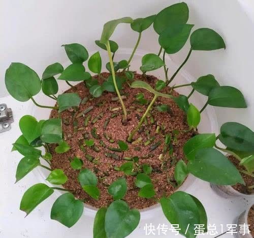 成活率|八九月份，适合扦插“7种花”，成活率高