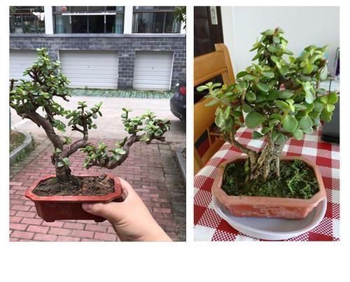 老桩|金枝玉叶小苗苗，一年快速变老桩，沧桑古朴做盆景，价格翻倍长