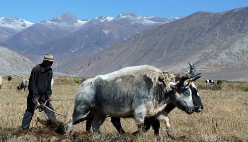 祖先 人类的祖先为什么没有驯服飞行动物为坐骑