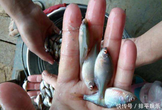小时候最讨厌钓到鳑鲏鱼,离水几分钟就会烂肚子