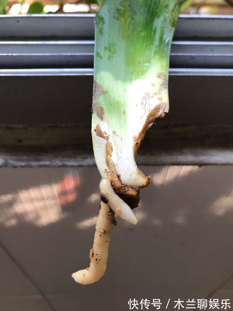 君子兰籽|30元买一斤“君子兰籽”，养1月“出苗”100棵，瞬间变“大户”