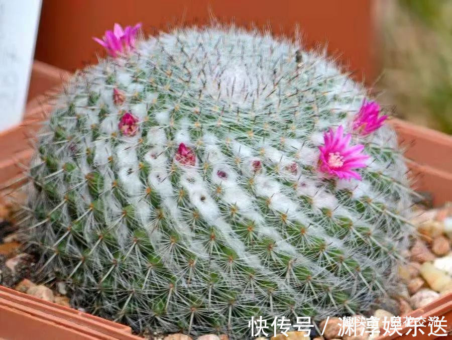 浇水|多肉的品种又多又好看，为啥自己总养不活，那是因为没看到这几种