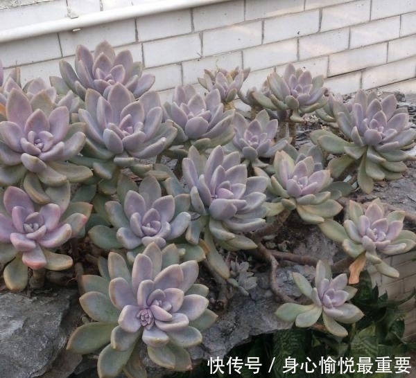 爱多肉的花友几乎都养过的8个品种,长寿花老少皆宜,桃蛋最迷人