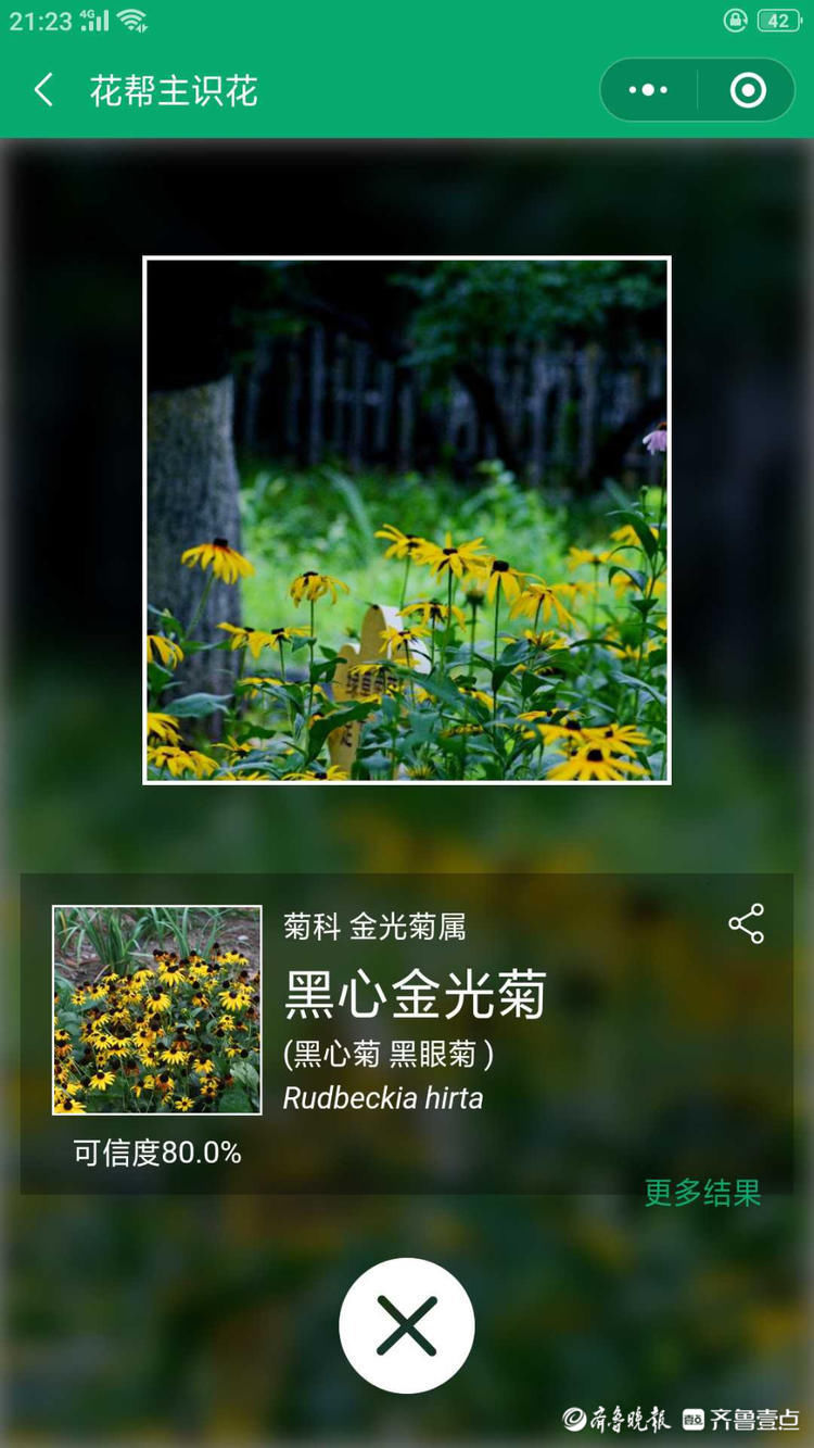 這種菊花您見過嗎？濟南泉城公園黑心金光菊花開別致|花開齊魯| 金光