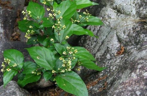  制作|农村植物“神仙树”，树叶可充饥现在卖2元1斤，做豆腐堪称一绝