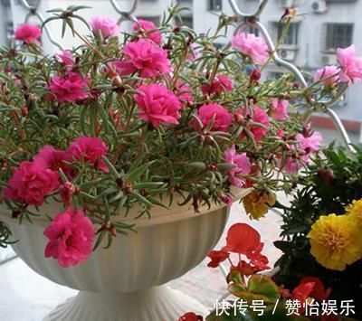 7种花,就得穷养,用破盆,少浇水,丢阳台,越长越旺