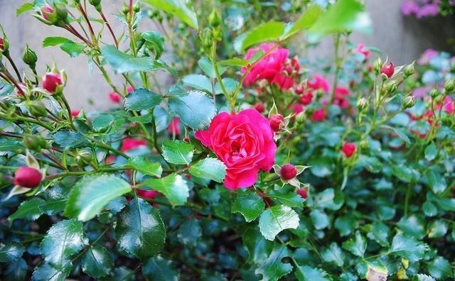 月季花|月季开完花就僵苗、生病是为什么?月季花后护理,给玫瑰做个月子