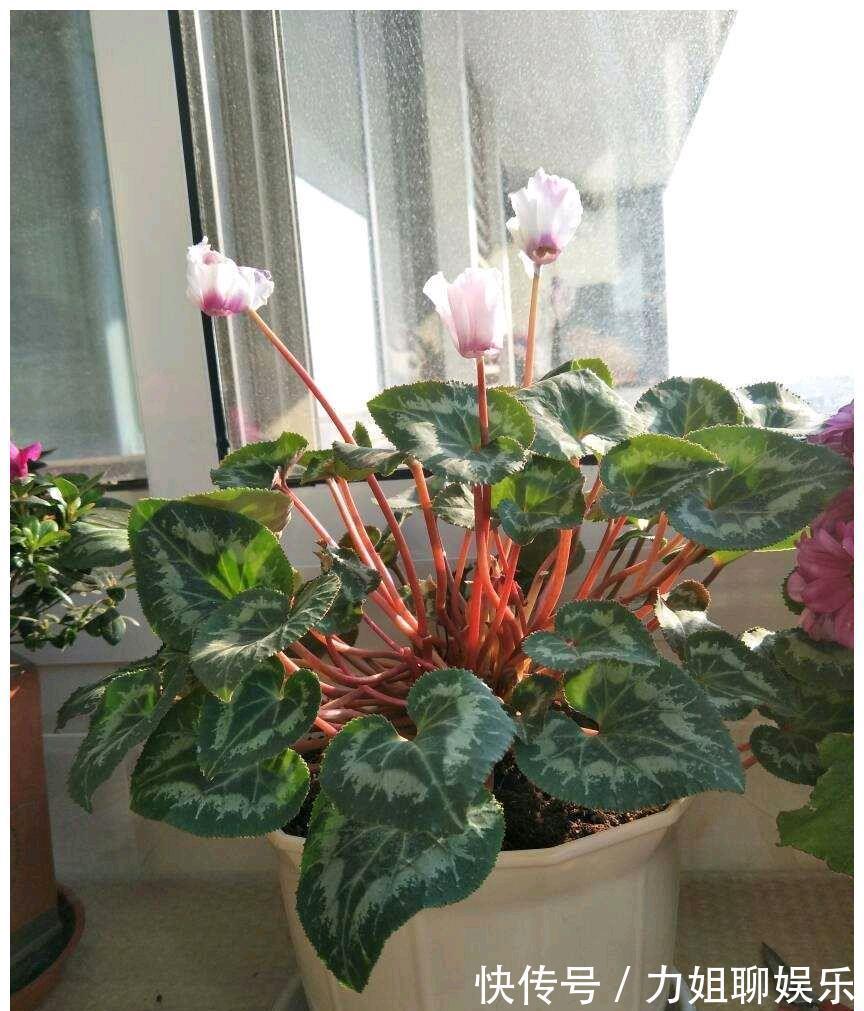 7种“富贵花”,容易被浇死,别太狠,一杯水就够养一冬天