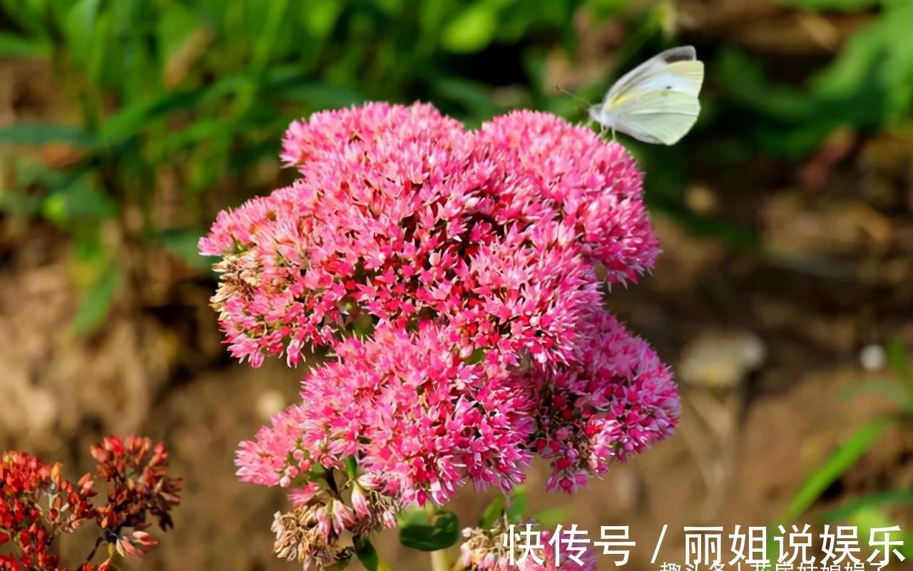 比较耐寒的11种花卉,有的能抵御“零下几十度”低温,漂亮又好养