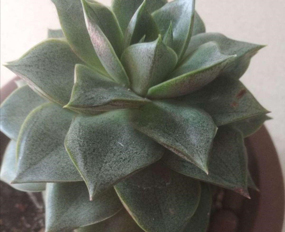 4种多肉最适合懒人养,叶子厚实难徒长,养到就是赚到!