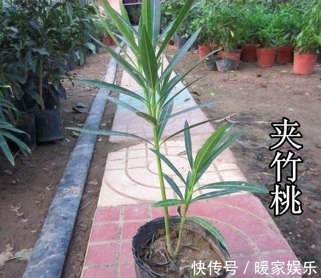 “这”几种花再喜欢也不要养，对“身体”不好，现在知道不晚