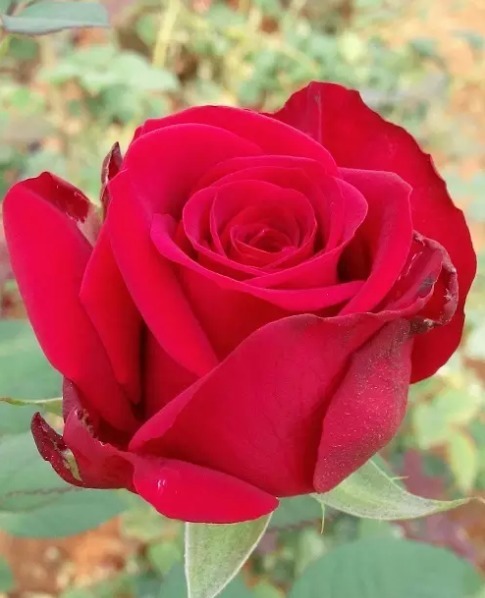 “精品玫瑰”甜蜜,似糖果般甜蜜,含苞待放,可以说是养花必备