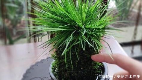 养花就要懂得自制肥,教你2种方法,好用不烧根,一点就够了!