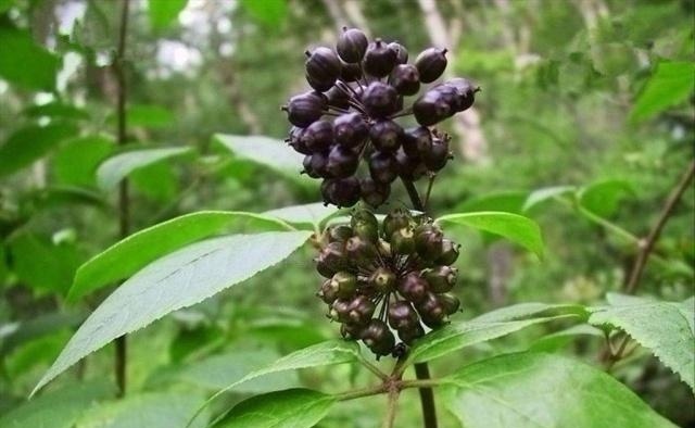 野草|这东西,价值不输人参,昔日千金不换,如今沦为杂草,可惜了