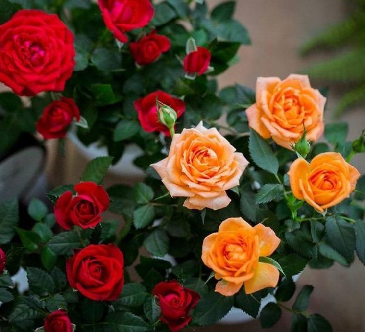 阳台养花就养这种花,仿佛置身花海,香气迷人,美爆了