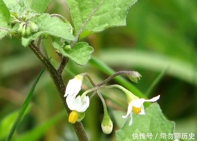  颠茄|这种毒物，小时候你见过吗？