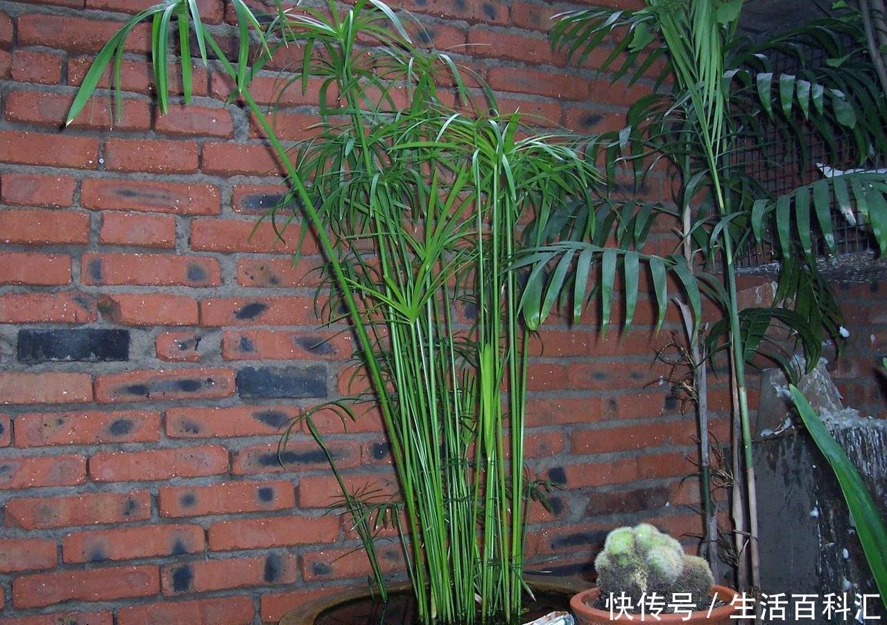 风水|家里养上5种“竹”,吉祥“好运”,清雅大气,添福又添丁