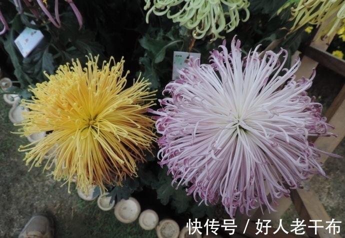 养菊花,首选这款菊花:珊瑚海洋,似紫色海葵,毛绒可爱美