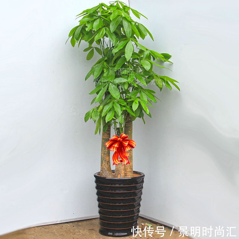 发财树|适合养在小盆里的3种花,用小盆,好养更健壮,别忽视