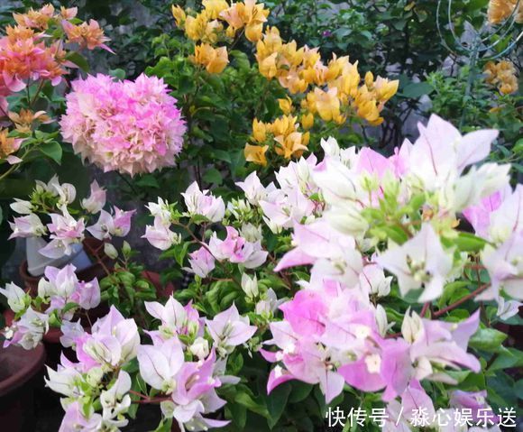 花期|两种花能开180天,8月养2盆天天有花看,真漂亮