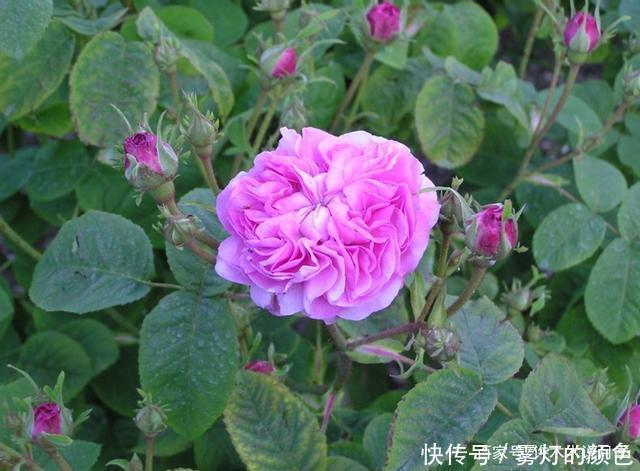 20款古老月季。数百年唯美传承,个个经典又抗病。远胜现代月季