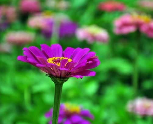 花卉|百日菊怎么养更艳丽教你3个小妙招,养出绚丽多彩的百日菊