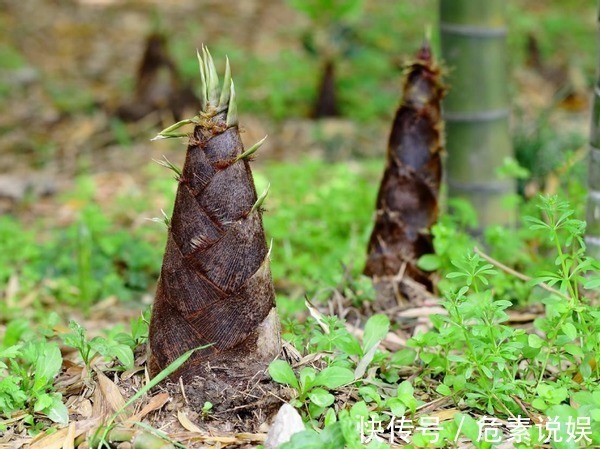 买竹笋应该怎么挑老菜农教你几招,以后别买错了,难吃还浪费钱