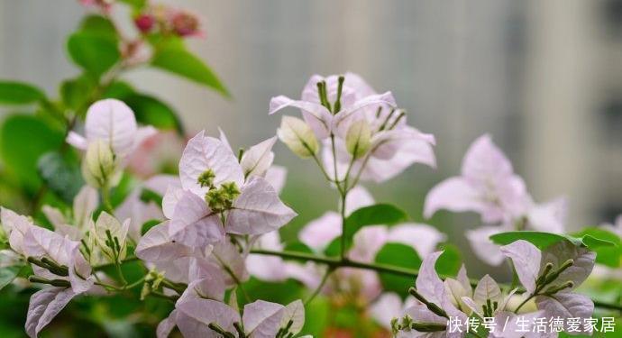 发酵|三角梅最怕“三种水”,避开不黄叶,憋出一圈苞,清香宜人小半年