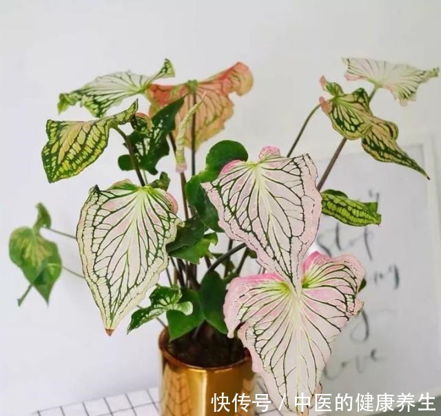 别养绿萝了,这20种耐阴植物,养在家里更合适!