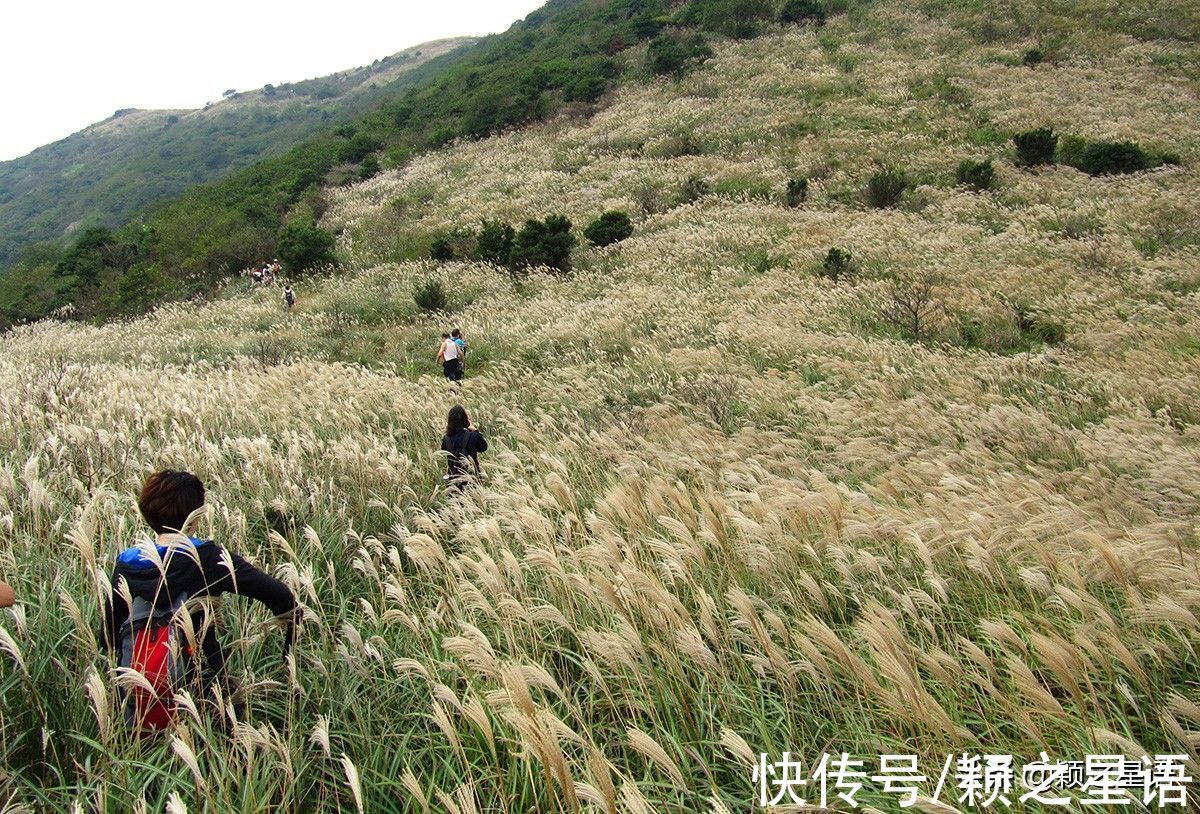 东盘山|福泉山漫山芦花消失，幸好还有东盘山，宁波唯一的高山草甸风光