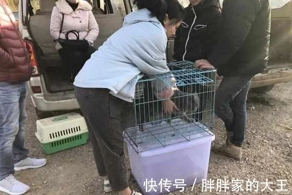 商贩出售英国短毛猫，因为集市中有更”