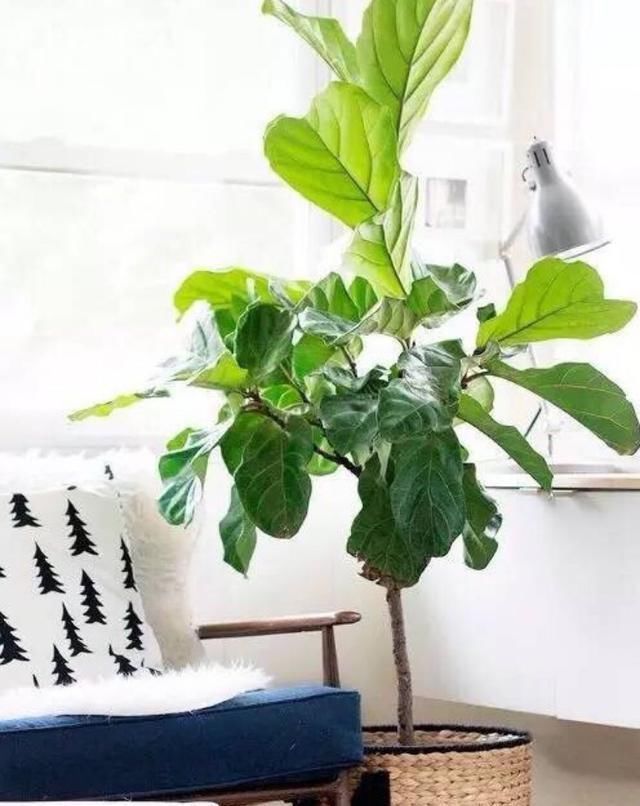 简单|吃剩的香蕉皮不要扔,简单一处理来做花肥,养啥旺啥