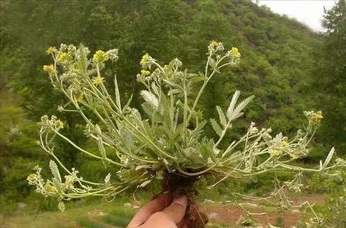 功效|农村一种毫不起眼野菜，农民拿去喂猪，殊不知是名贵中草药