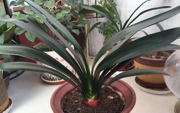 君子兰浇水10大注意事项,全做好了,你的君子兰想不开花都难