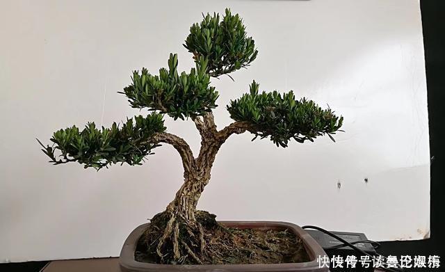 盆景|不管家中再小,一定要摆放上一盆“木中君子”