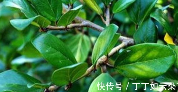 冰粉果|长得像一个秤砣，野外一长一大片，夏季还能拿来做“手搓冰粉”！