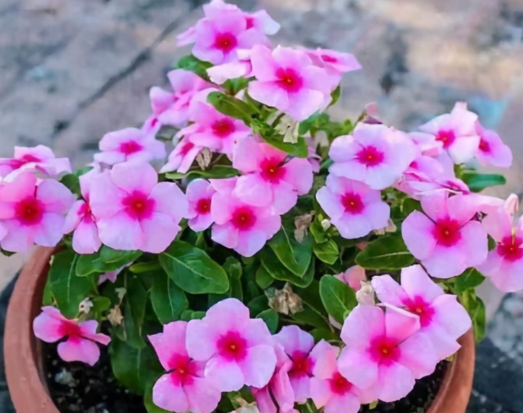 园土|总结养花“十大问题”,只要学会,你就是养花大神