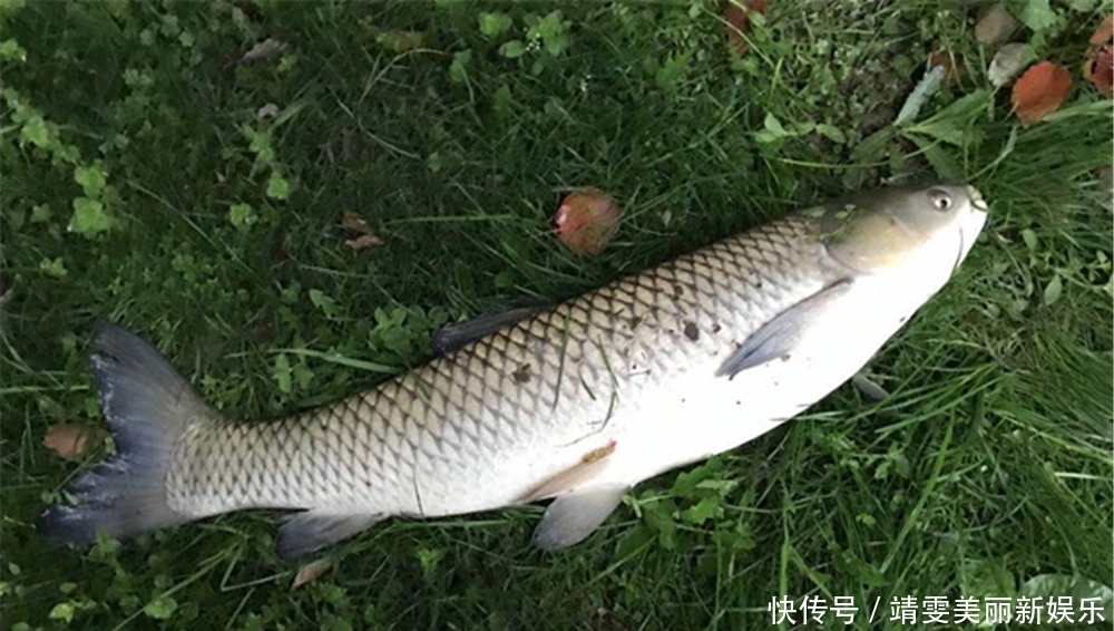 钓场|夏季高温鱼情差,遵循这些基本套路,钓鱼淡季,渔获不淡!