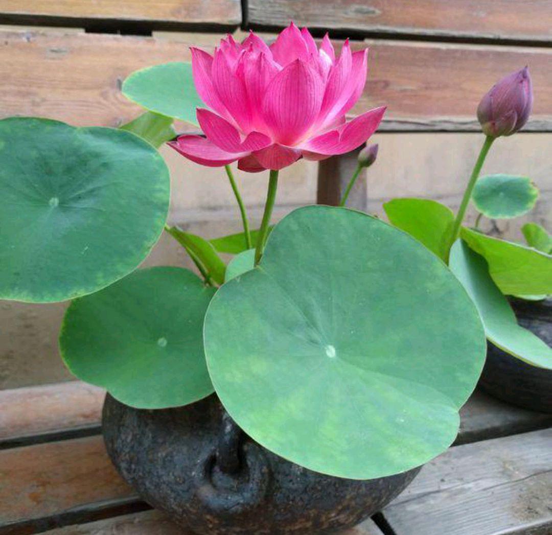 17大吉祥花，客厅有空间一定要养上一盆，好看又好养，养人又旺家