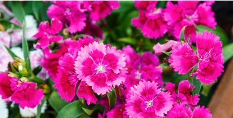 家里就养4种花,看了就让人沉醉,年年开花不断,美!