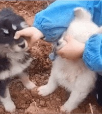 |搞笑GIF：妹子 有斑马线你们不 非要去翻护栏 这下尴尬了吧