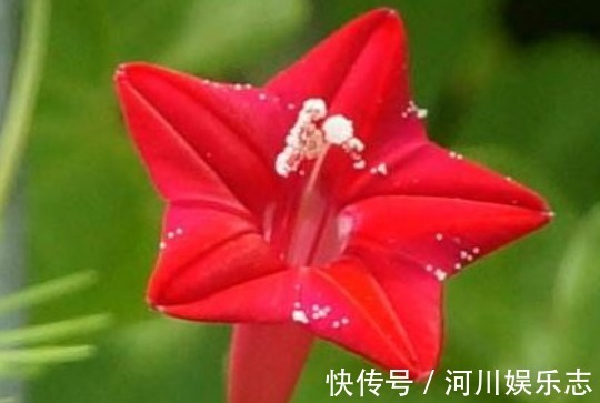 鲜红|喜欢菊花,不如养盆“埃及众星”,花朵五角星,鲜红欲滴