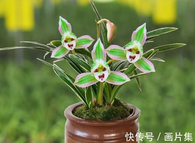 帝王妃|兰花珍品—矮种帝王妃,开花稳定,花香芬芳,文赏也可,武赏也行