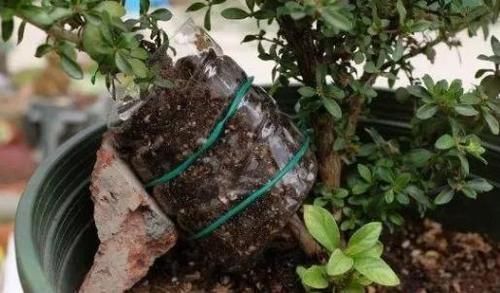 别再看不上塑料瓶,学会这些妙招,它堪当“养花神器”