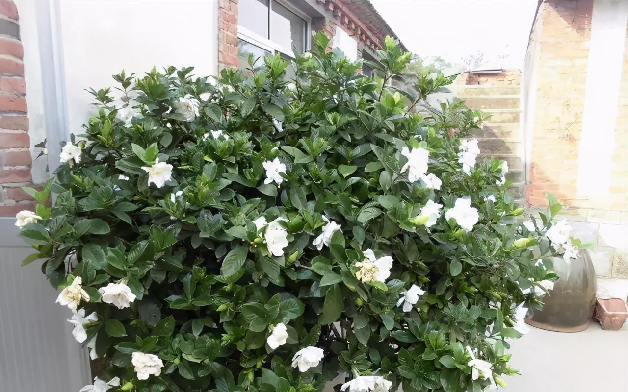 栀子花|6种“漂亮花”,7月不修剪,后悔一整年